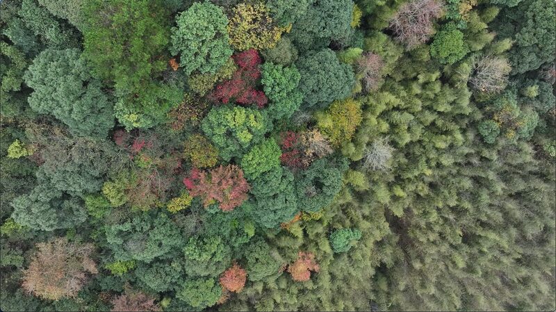 The_Silent_Power_of_Nature__Aerial_Views_of_Qiandongnan_s_Forests