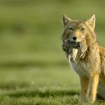 The Stealthy Hunter: Tibetan Fox Thrives on Qinghai-Xizang Plateau video poster