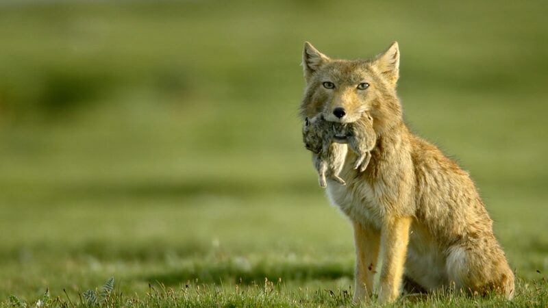 The_Stealthy_Hunter_Tibetan_Fox_Thrives_on_Qinghai-Xizang_Plateau_poster - Khabar Asia The Stealthy Hunter: Tibetan Fox Thrives on Qinghai-Xizang Plateau video poster