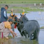 The Unsung Heroes of Xizang's Thrilling Horse-Racing Festival video poster