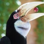 The_Wreathed_Hornbills_Struggle_for_Survival - Khabar Asia The Wreathed Hornbill's Struggle for Survival