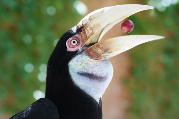 The Wreathed Hornbill’s Struggle for Survival The Wreathed Hornbill's Struggle for Survival