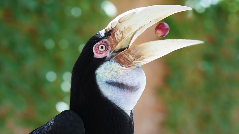 The_Wreathed_Hornbills_Struggle_for_Survival - Khabar Asia The Wreathed Hornbill's Struggle for Survival