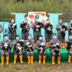 Thirteen_Giant_Panda_Cubs_Make_Festive_Debut_Ahead_of_Chinese_New_Year_in_Sichuan