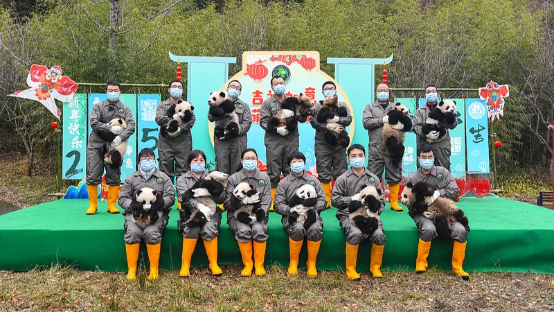 Thirteen_Giant_Panda_Cubs_Make_Festive_Debut_Ahead_of_Chinese_New_Year_in_Sichuan