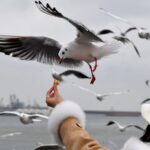 Thousands_of_Gulls_Flock_to_Qingdaos_Skies_as_Winter_Approaches - Khabar Asia Thousands of Gulls Flock to Qingdao's Skies as Winter Approaches