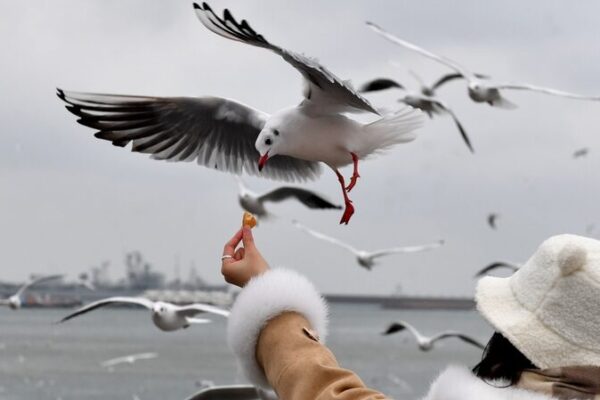 Thousands of Gulls Flock to Qingdao's Skies as Winter Approaches