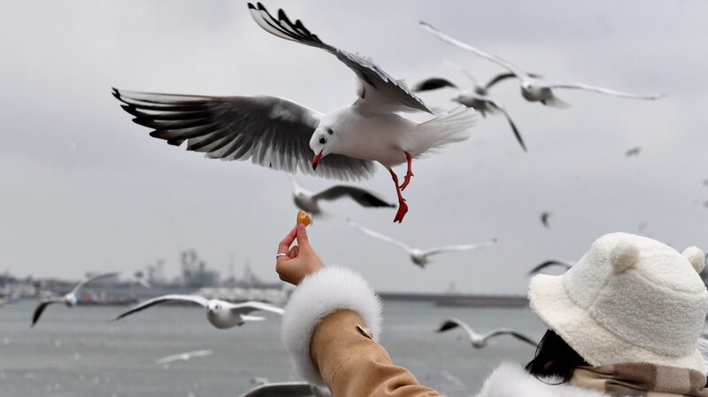 Thousands_of_Gulls_Flock_to_Qingdaos_Skies_as_Winter_Approaches - Khabar Asia Thousands of Gulls Flock to Qingdao's Skies as Winter Approaches