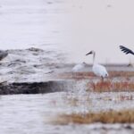 Thriving_Wildlife__Rare_Species_Flourish_in_China_s_Liao_River_Estuary video poster