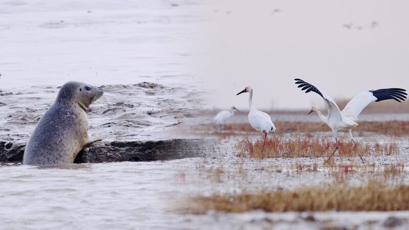 Thriving_Wildlife__Rare_Species_Flourish_in_China_s_Liao_River_Estuary_poster - Khabar Asia Thriving_Wildlife__Rare_Species_Flourish_in_China_s_Liao_River_Estuary video poster