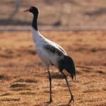 Thriving Wildlife in Qinghai's Wetlands Captured by Local Photographer video poster
