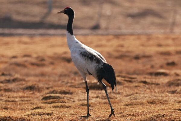 Thriving Wildlife in Qinghai's Wetlands Captured by Local Photographer video poster