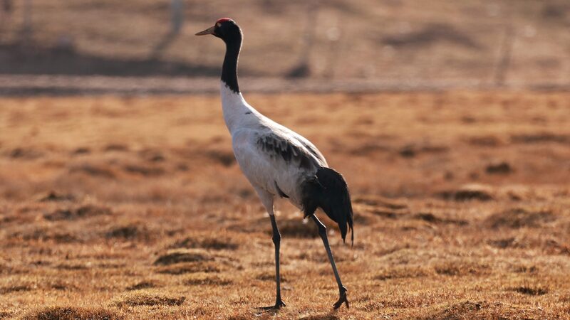 Thriving_Wildlife_in_Qinghais_Wetlands_Captured_by_Local_Photographer_poster - Khabar Asia Thriving Wildlife in Qinghai's Wetlands Captured by Local Photographer video poster