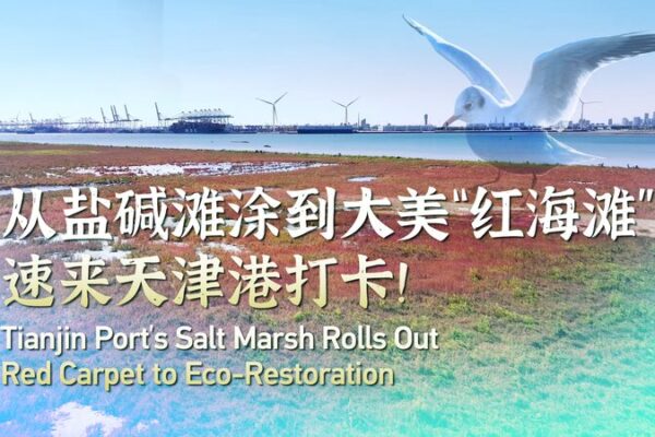 Tianjin Port’s Salt Marsh Blossoms Bright Red in Eco-Restoration Success Tianjin_Port_s_Salt_Marsh_Blossoms_Bright_Red_in_Eco_Restoration_Success video poster