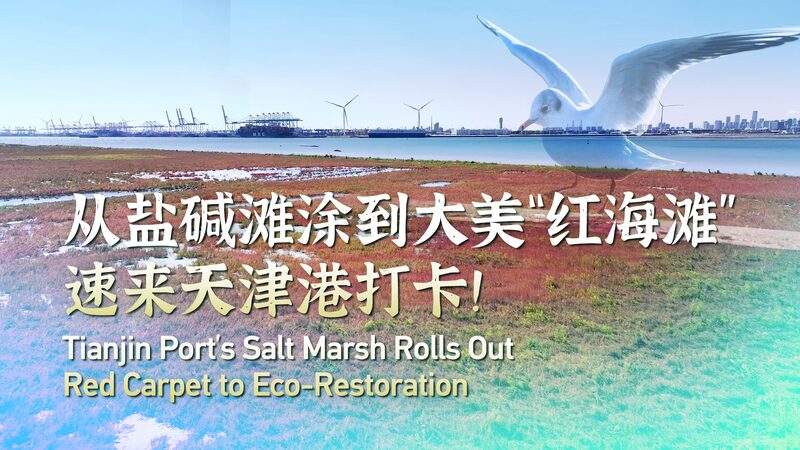 Tianjin_Port_s_Salt_Marsh_Blossoms_Red_in_Eco_Restoration_Effort_poster - Khabar Asia Tianjin_Port_s_Salt_Marsh_Blossoms_Red_in_Eco_Restoration_Effort video poster