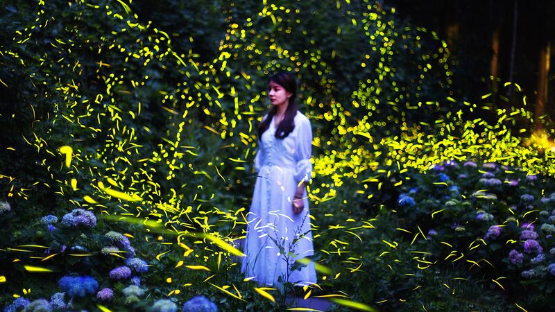 Tiantai_Mountain_Transforms_into_Enchanting_Firefly_Wonderland - Khabar Asia Tiantai Mountain Transforms into Enchanting Firefly Wonderland