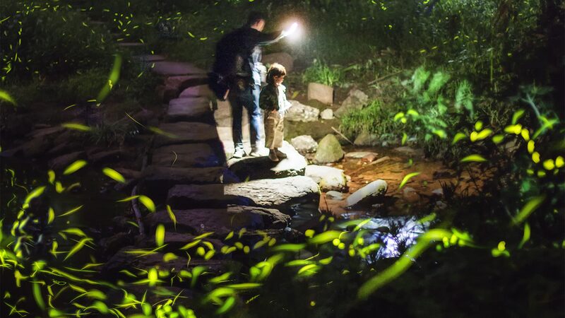 Tiantai_Mountain__Chengdu_s_Summer_Gem_Illuminated_by_Fireflies