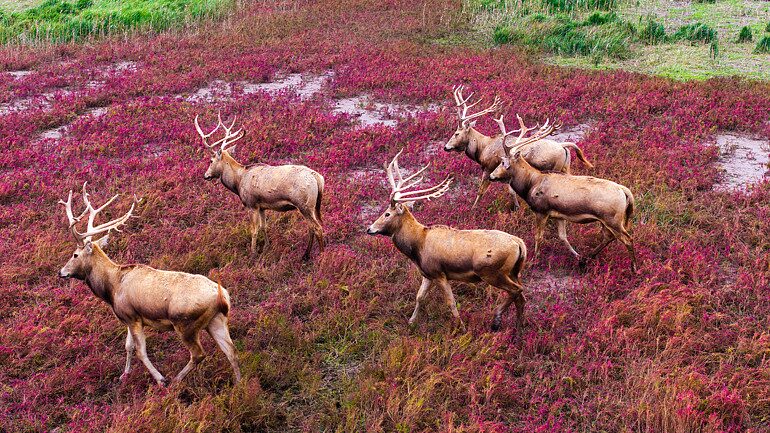 Tiaozini_Wetland_Park__A_Wonderland_in_Jiangsu - Khabar Asia Tiaozini_Wetland_Park__A_Wonderland_in_Jiangsu