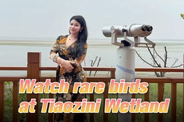 Tiaozini Wetland in Jiangsu: A Haven for Rare Migratory Birds Tiaozini Wetland in Jiangsu: A Haven for Rare Migratory Birds video poster