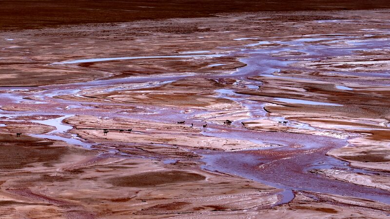 Tibetan_Antelopes__Guardians_of_the_Qinghai_Xizang_Plateau_Rebound_poster - Khabar Asia Tibetan_Antelopes__Guardians_of_the_Qinghai_Xizang_Plateau_Rebound video poster