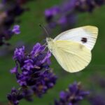 Tibetan Entomologist Dawa's 30-Year Quest Unveils 300 New Butterfly Species in Xizang