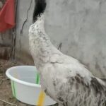 Tibetan Herders Nurture Wildlife in China's Angsai Grand Canyon video poster