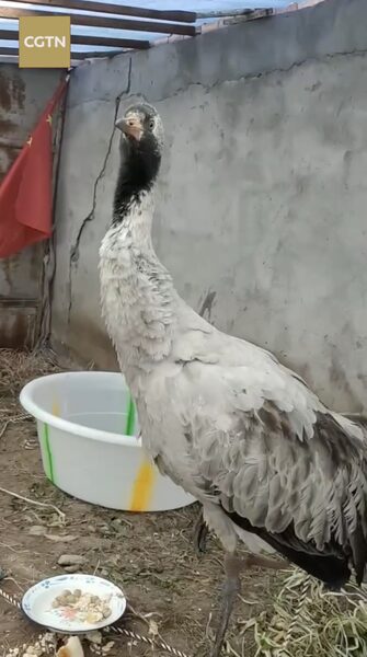 Tibetan_Herders_Nurture_Wildlife_in_Chinas_Angsai_Grand_Canyon_poster - Khabar Asia Tibetan Herders Nurture Wildlife in China's Angsai Grand Canyon video poster