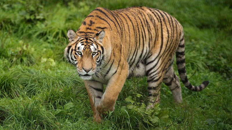 Tiger_and_Leopard_Populations_Thrive_in_Northeast_China_s_National_Park