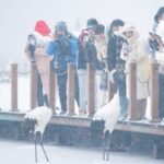 Tourists_Flock_to_Heilongjiang_s_Snowy_Reserve_to_Admire_Red_Crowned_Cranes