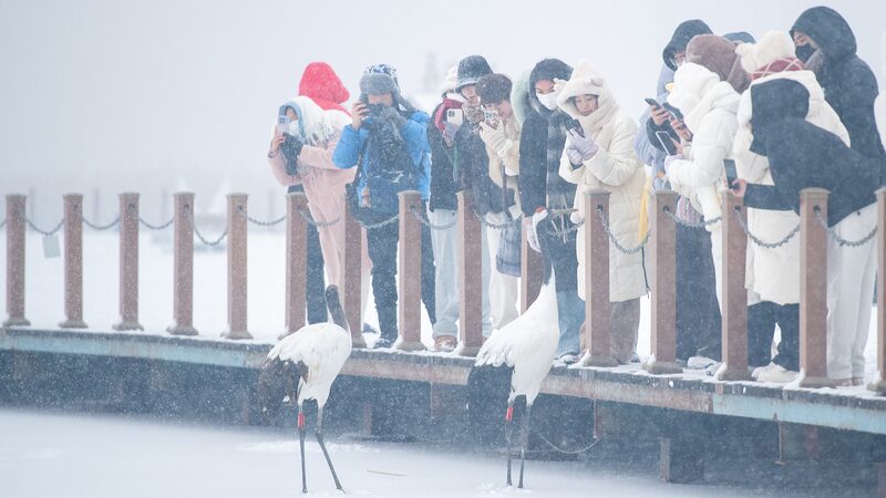Tourists_Flock_to_Heilongjiang_s_Snowy_Reserve_to_Admire_Red_Crowned_Cranes