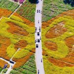 Tourists_Flock_to_Jiangsu_s_Santai_Mountain_for_Autumn_Flower_Spectacle