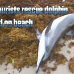 Tourists and Locals Rescue Injured Dolphin on Sanya's Dadonghai Beach video poster