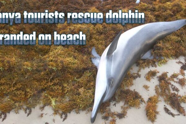 Tourists and Locals Rescue Injured Dolphin on Sanya’s Dadonghai Beach Tourists and Locals Rescue Injured Dolphin on Sanya's Dadonghai Beach video poster