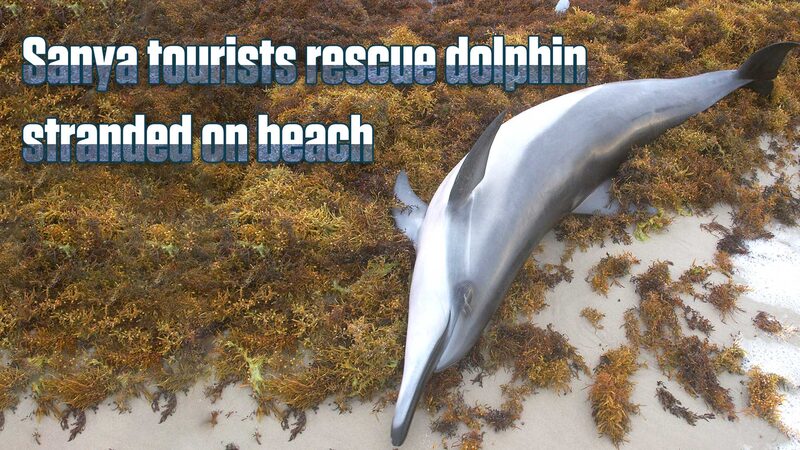 Tourists_and_Locals_Rescue_Injured_Dolphin_on_Sanyas_Dadonghai_Beach_poster - Khabar Asia Tourists and Locals Rescue Injured Dolphin on Sanya's Dadonghai Beach video poster