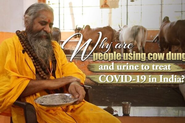 Traditional Remedies: India’s Use of Cow Dung and Urine Amid COVID-19 Traditional Remedies: India's Use of Cow Dung and Urine Amid COVID-19 video poster