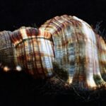 Triton's Trumpet: The Majestic Giant Safeguarding Coral Reefs