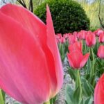 Tulips Paint a Vibrant Spring Scene at Beijing's Chaoyang Park
