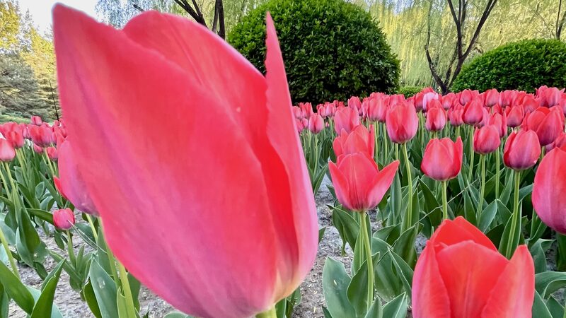 Tulips_Paint_a_Vibrant_Spring_Scene_at_Beijings_Chaoyang_Park - Khabar Asia Tulips Paint a Vibrant Spring Scene at Beijing's Chaoyang Park