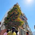Twenty-Year-Old Trumpet Creeper Climbs Five Stories in Weifang, China
