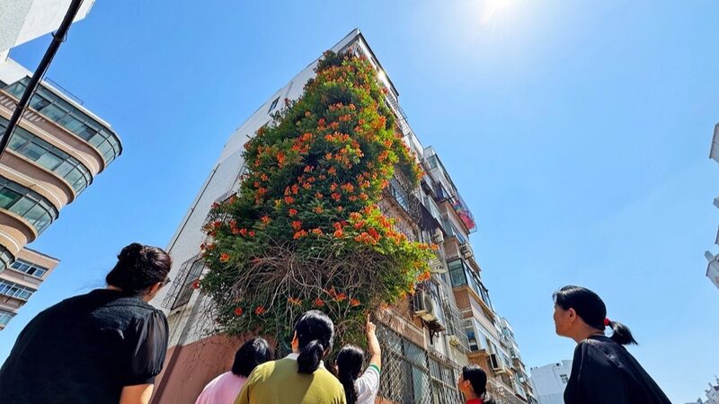 Twenty-Year-Old Trumpet Creeper Climbs Five Stories in Weifang, China