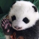 Twin_Panda_Cubs_Make_Public_Debut_at_Berlin_Zoo