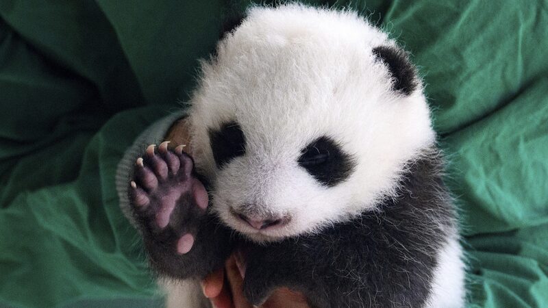 Twin_Panda_Cubs_Make_Public_Debut_at_Berlin_Zoo - Khabar Asia Twin_Panda_Cubs_Make_Public_Debut_at_Berlin_Zoo
