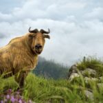 Two_Decades_of_Conservation_Spark_Wildlife_Revival_in_NW_China_s_Shaanxi video poster