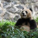 Two_Giant_Pandas_Depart_from_China_for_10_Year_Stay_at_Smithsonian_National_Zoo