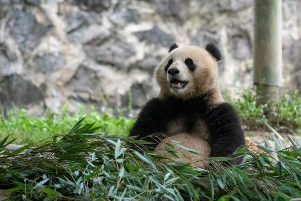 Two Giant Pandas Depart from China for 10-Year Stay at Smithsonian National Zoo Two_Giant_Pandas_Depart_from_China_for_10_Year_Stay_at_Smithsonian_National_Zoo