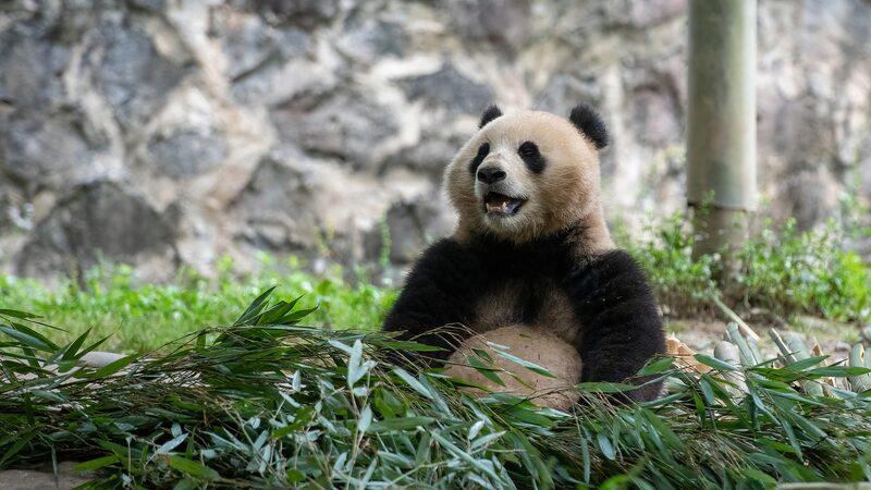 Two_Giant_Pandas_Depart_from_China_for_10_Year_Stay_at_Smithsonian_National_Zoo