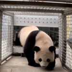 Two_Giant_Pandas_Return_to_Washington_D_C__s_National_Zoo_After_11_Month_Hiatus video poster