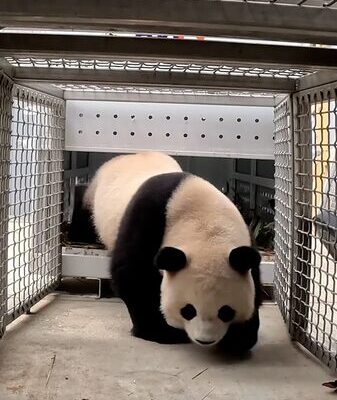 Two Giant Pandas Return to Washington D.C.’s National Zoo After 11-Month Hiatus Two_Giant_Pandas_Return_to_Washington_D_C__s_National_Zoo_After_11_Month_Hiatus video poster