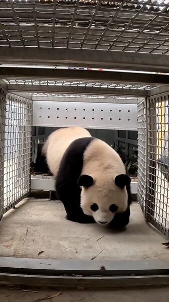 Two_Giant_Pandas_Return_to_Washington_D_C__s_National_Zoo_After_11_Month_Hiatus_poster - Khabar Asia Two_Giant_Pandas_Return_to_Washington_D_C__s_National_Zoo_After_11_Month_Hiatus video poster