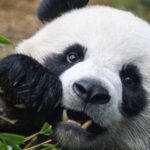 Two_New_Giant_Pandas_Set_to_Delight_Hong_Kong_Visitors_This_Sunday